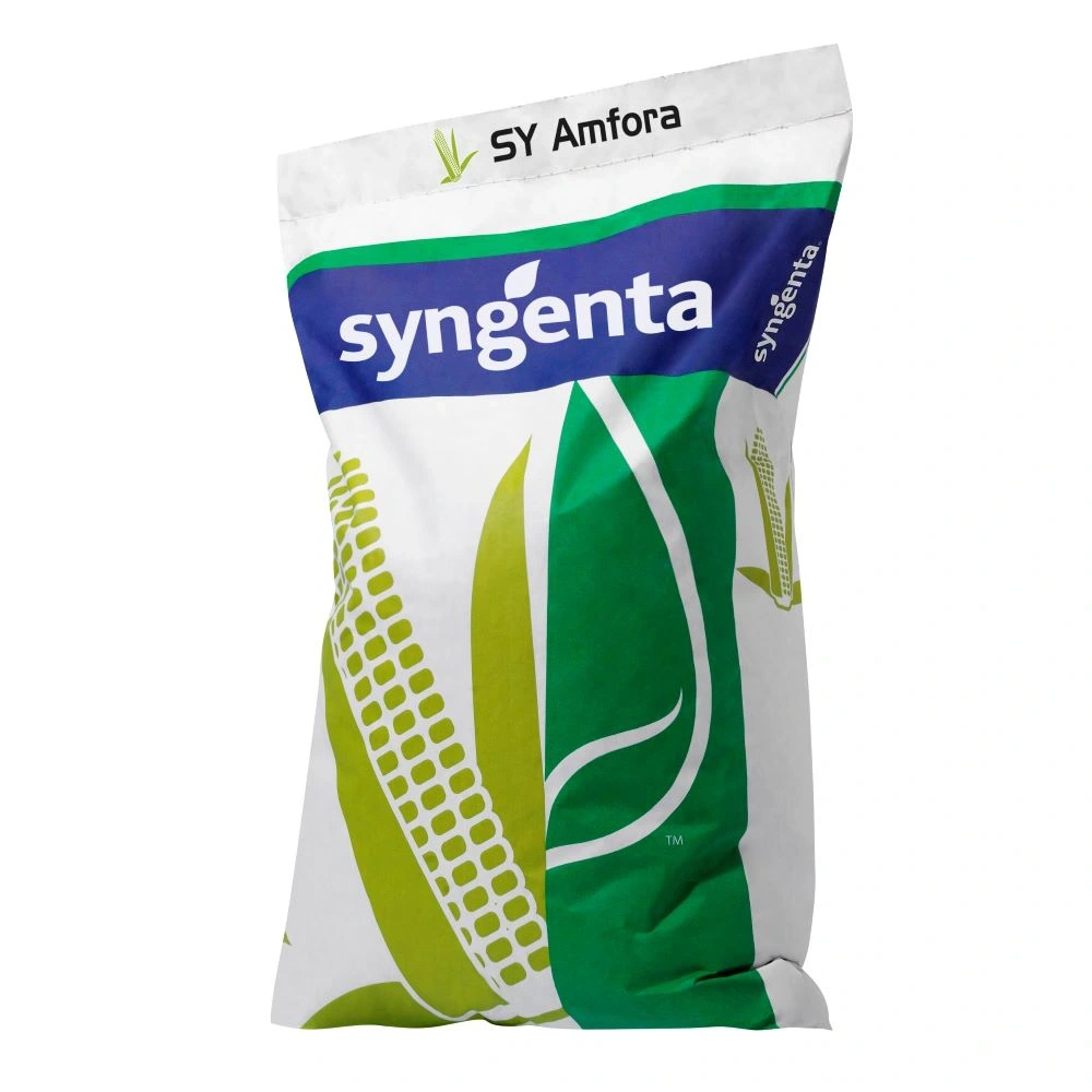 Kukurydza SY Amfora Syngenta 50 tys. Kukurydza SY Amfora Syngenta 50 tys.