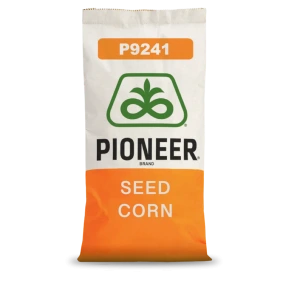 Kukurydza P9241 Pioneer 80 tys.