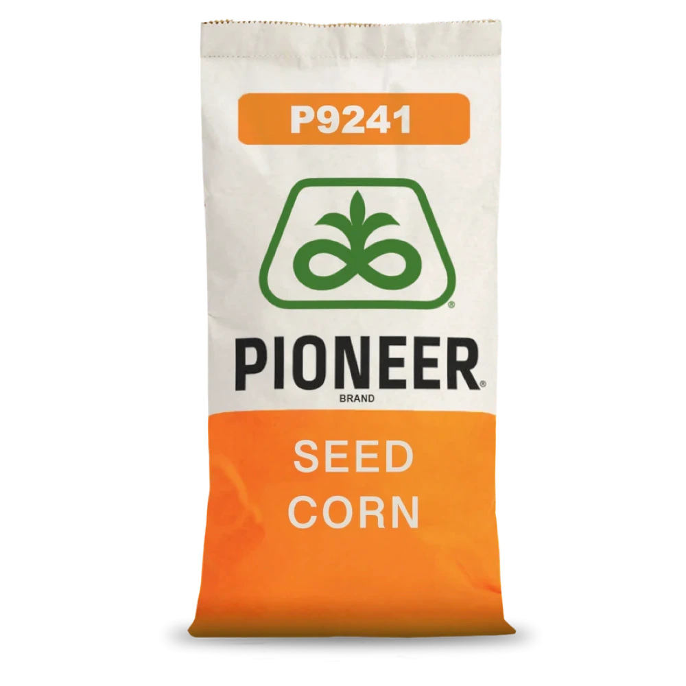 Kukurydza P9241 Pioneer 80 tys. Kukurydza P9241 Pioneer 80 tys.